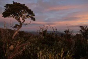 Gunung Leuser