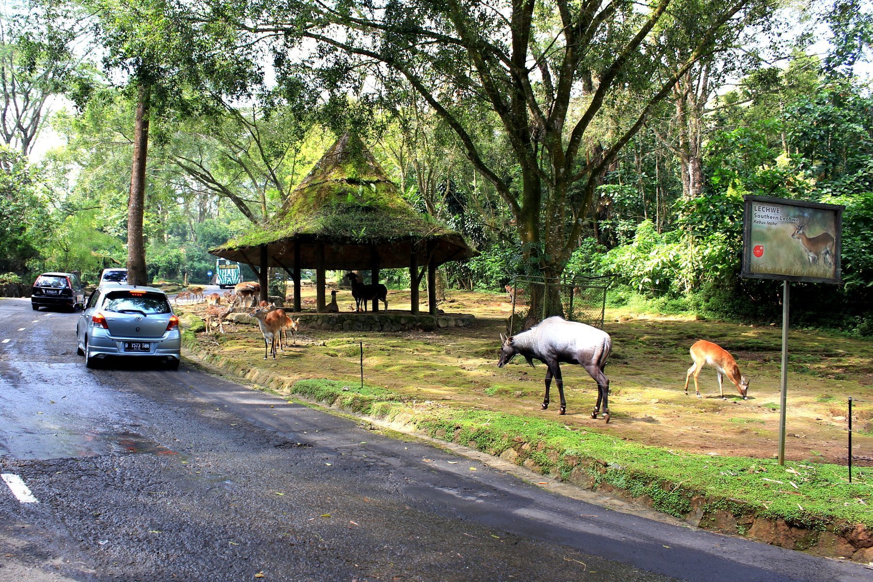 Taman Safari Indonesia