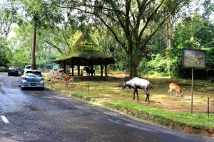 Taman Safari Indonesia