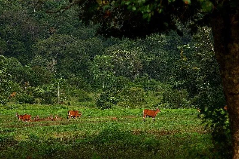 Taman Nasional Alas Purwo