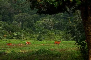 Alas Purwo National Park