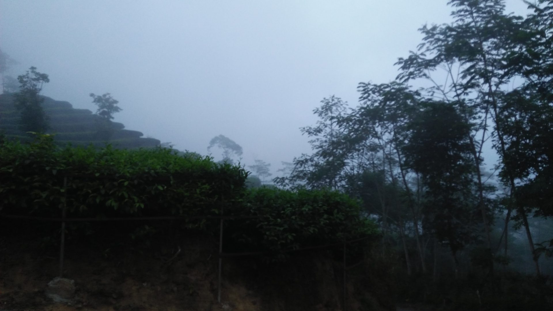 Kebun Teh Nglinggo