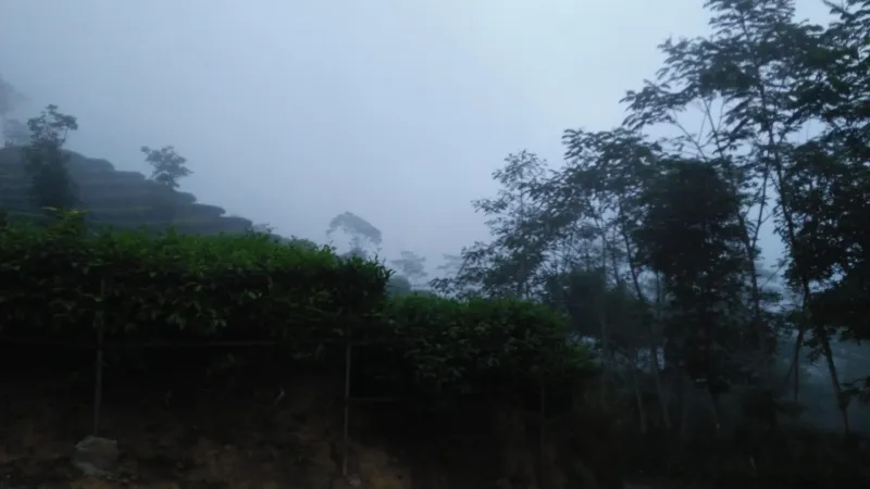 Kebun Teh Nglinggo