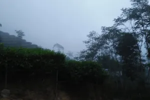 Kebun Teh Nglinggo