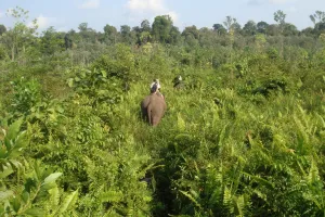 Taman Nasional Tesso Nilo