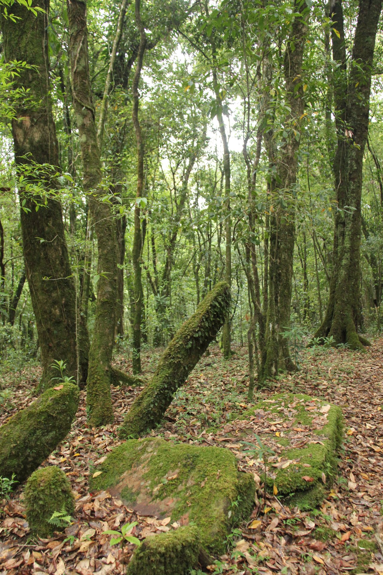 Hutan Larangan Adat Rumbio