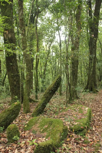 Hutan Larangan Adat Rumbio