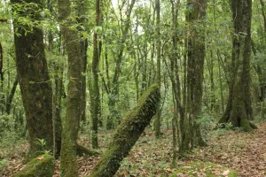 Hutan Larangan Adat Rumbio
