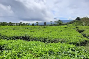 Kebun Teh Kabawetan