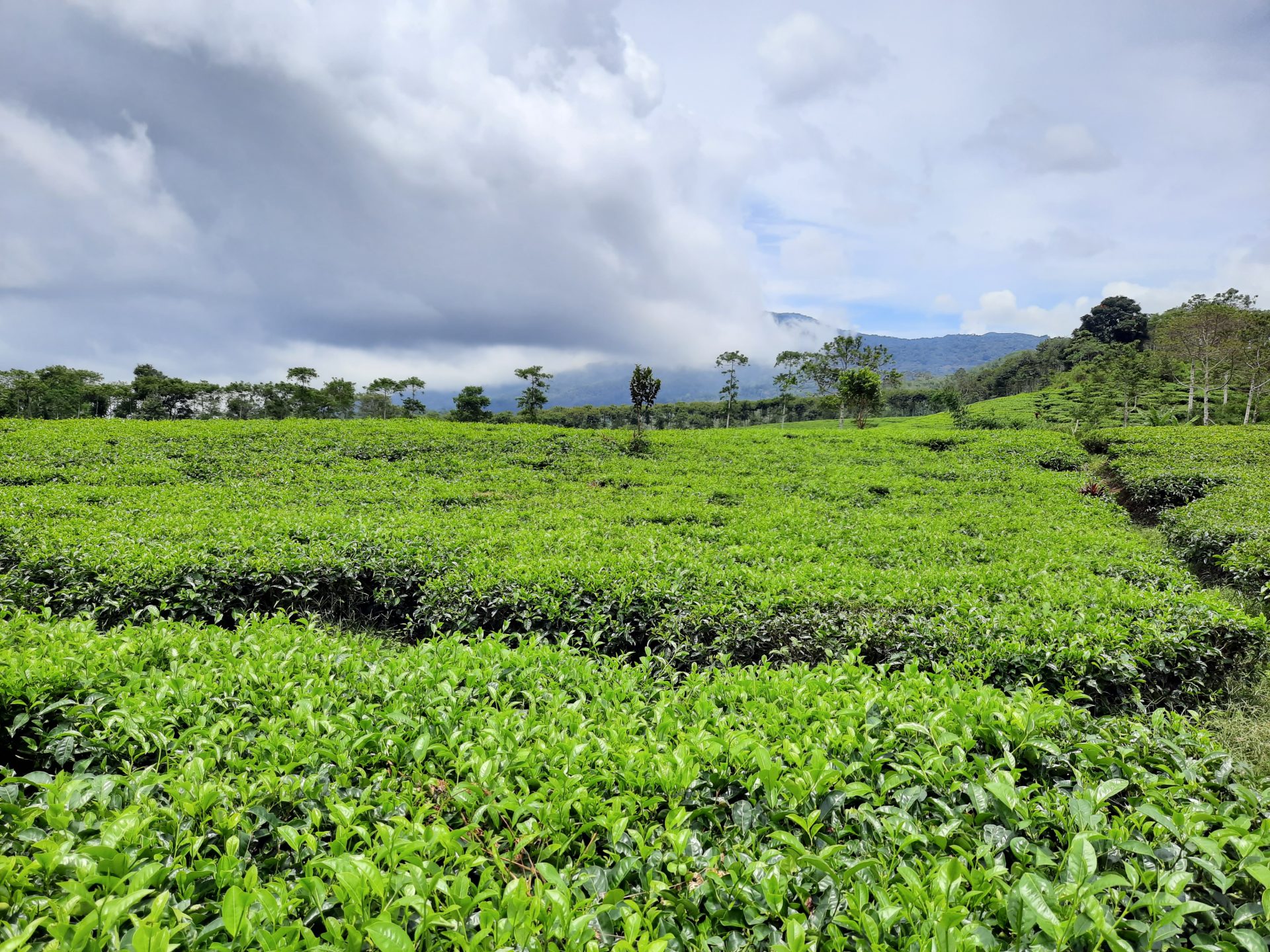 Kebun Teh Kabawetan