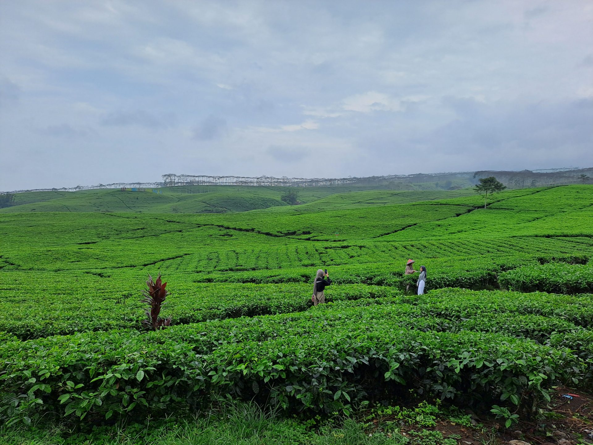 Kebun Teh Kabawetan