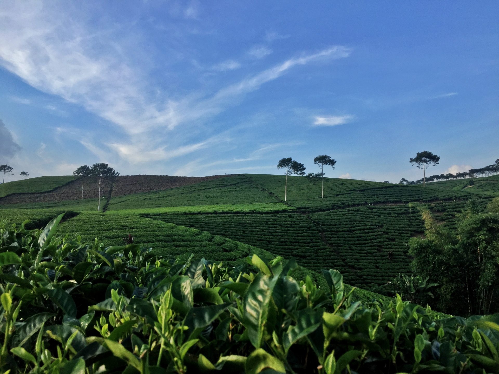 Kebun Teh Kabawetan
