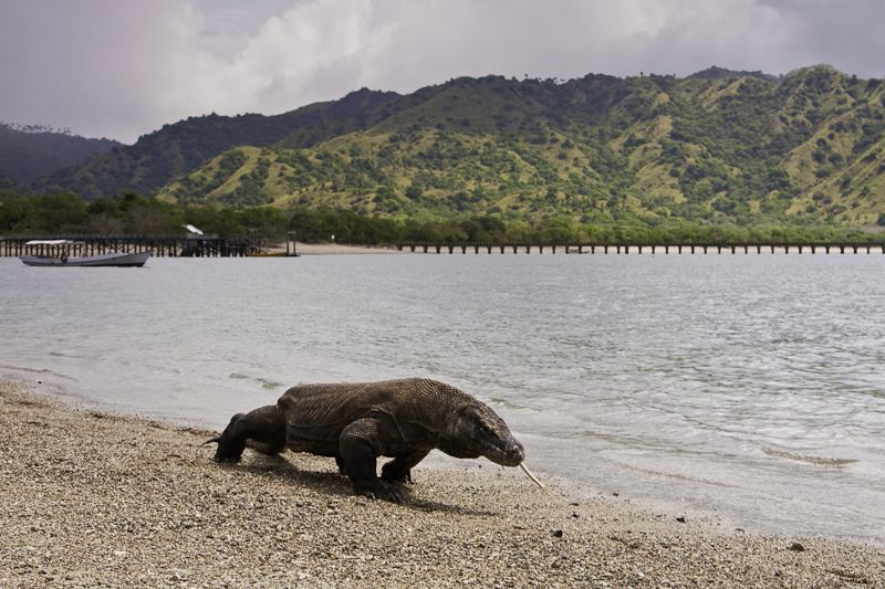 Taman Nasional Komodo