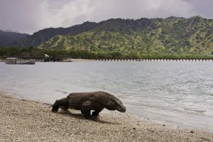 Taman Nasional Komodo