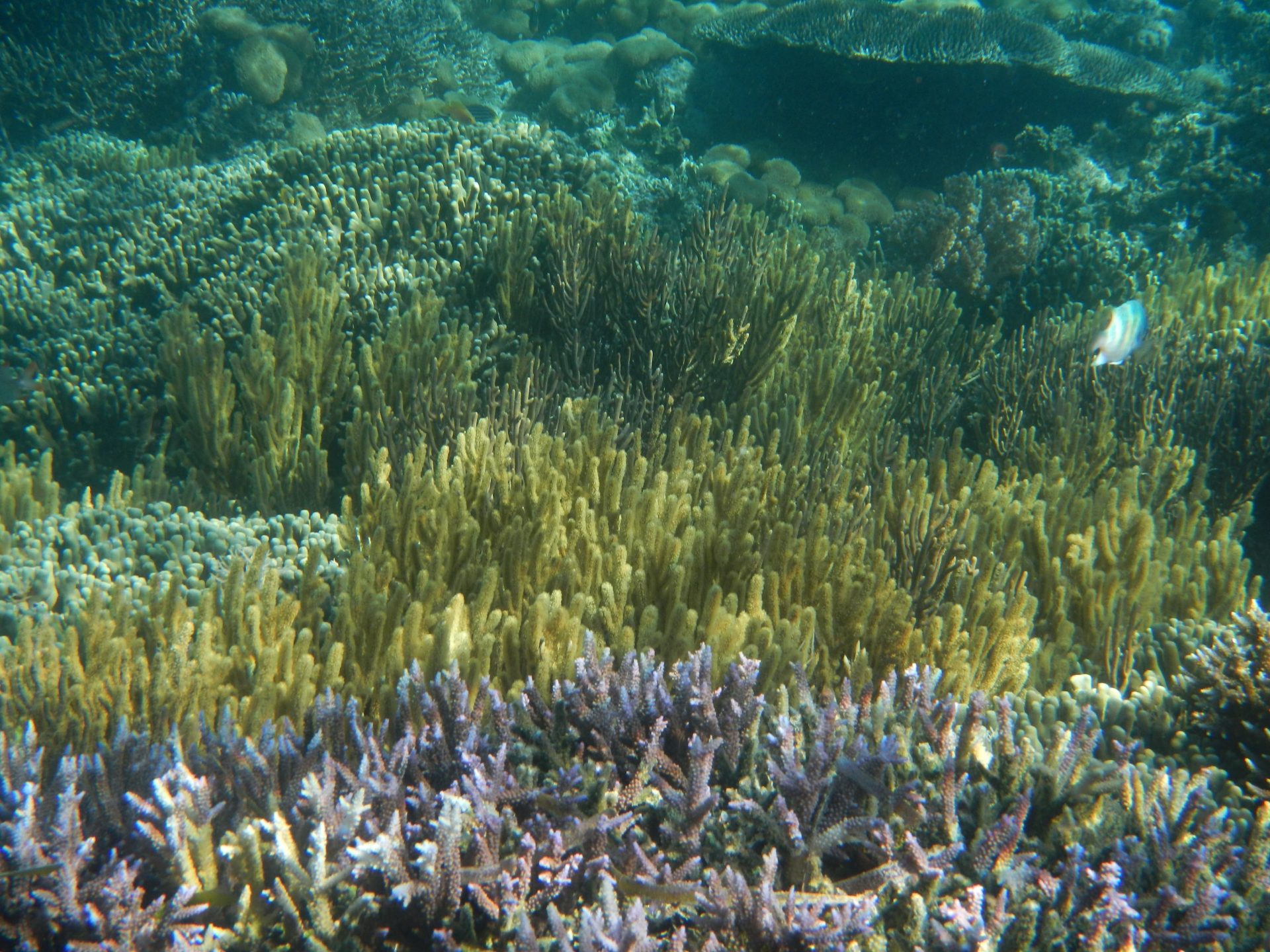 Taman Laut 17 Pulau Riung