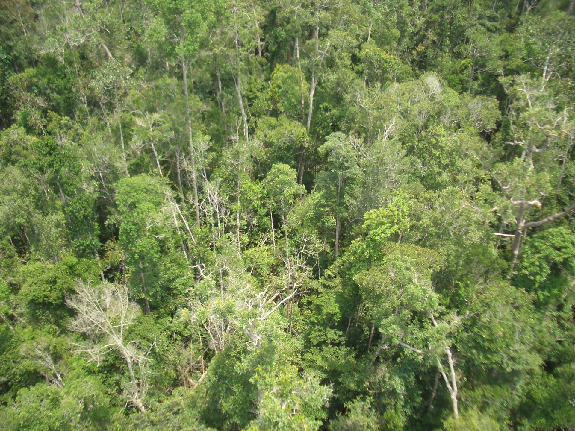 Hutan Lindung Sungai Wain