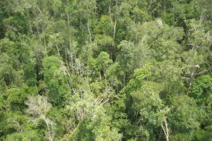 Hutan Lindung Sungai Wain