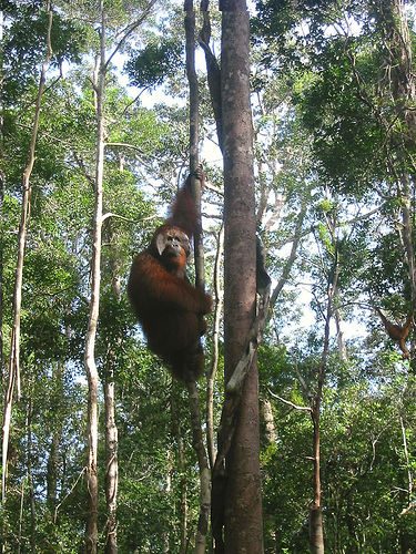 Taman Nasional Tanjung Puting
