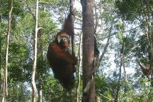 Taman Nasional Tanjung Puting