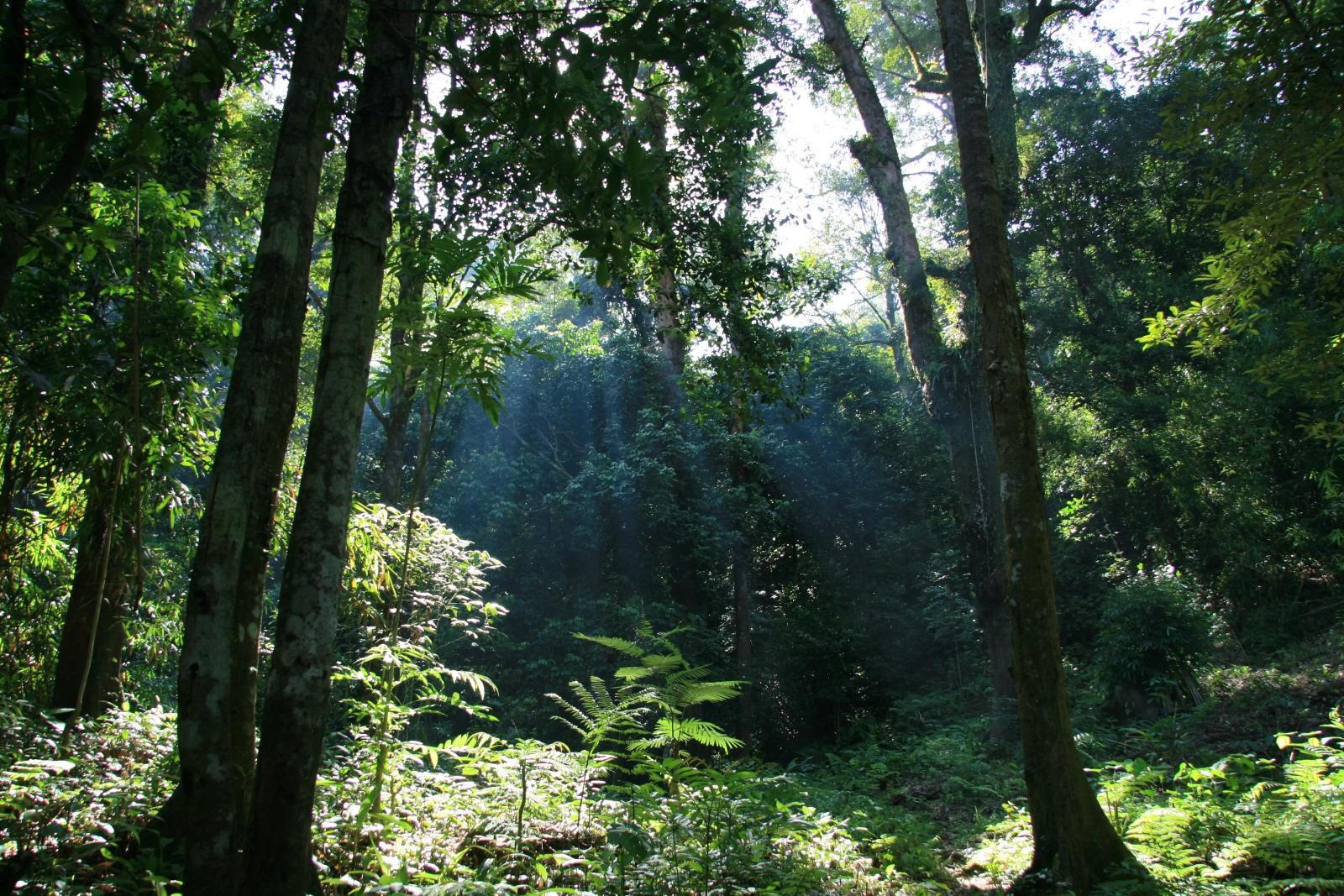 Taman Nasional Gunung Palung