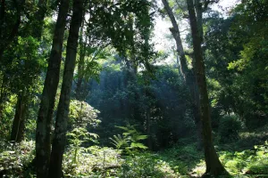 Taman Nasional Gunung Palung