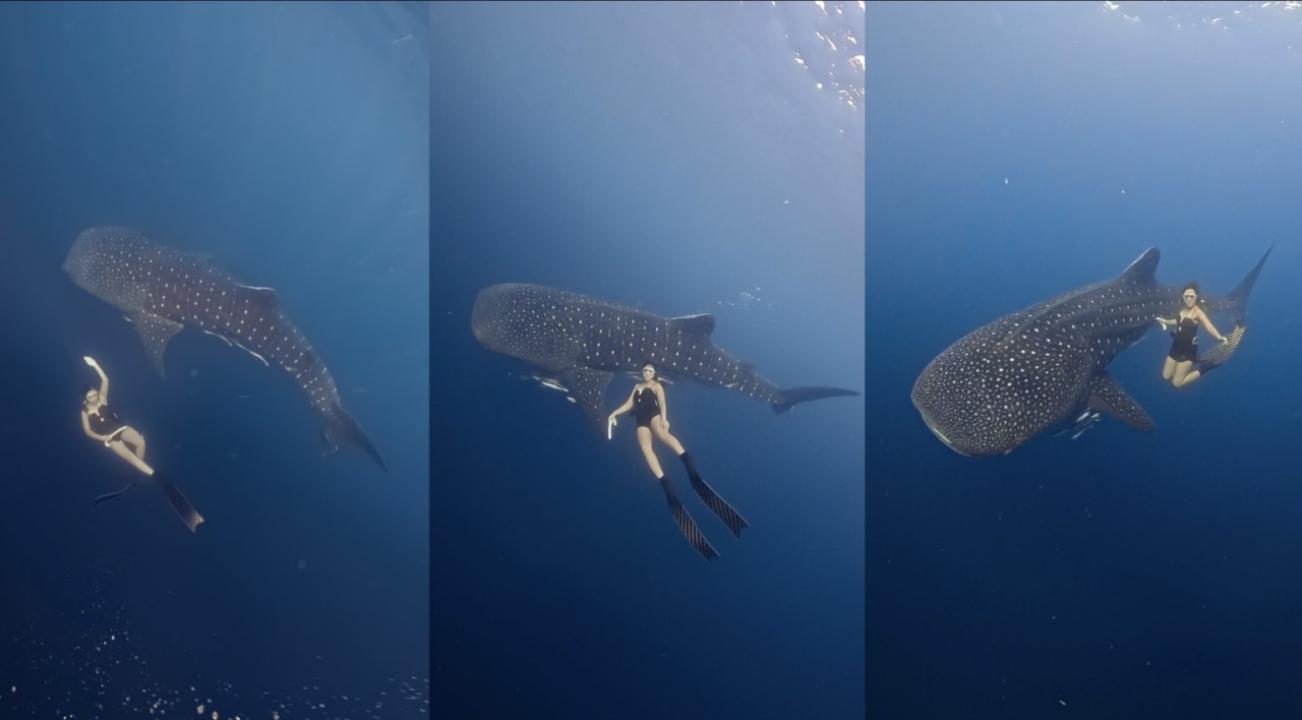 Open Trip Whale Shark Teluk Saleh and Kenawa