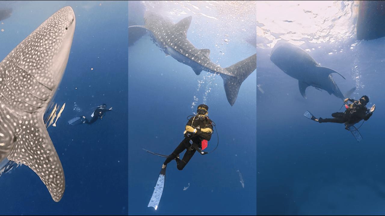 Open Trip Whale Shark Teluk Saleh and Kenawa
