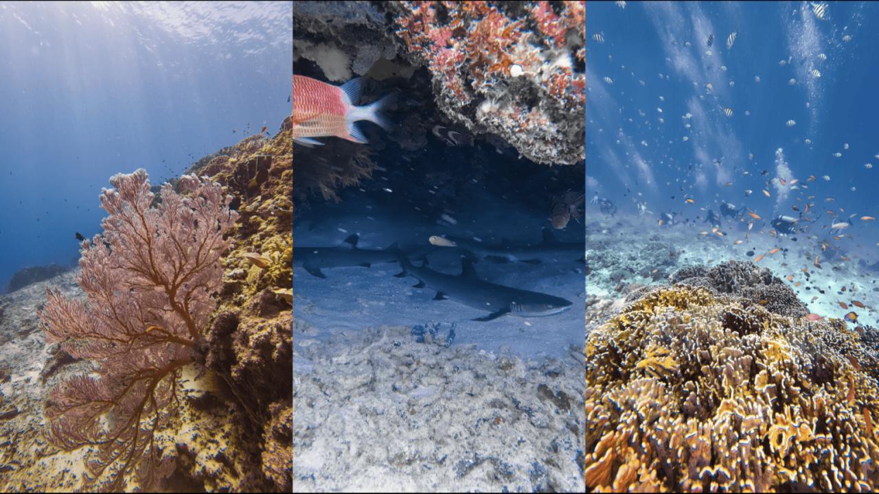 Open Water Scuba Course Kecinan and Gili Lombok