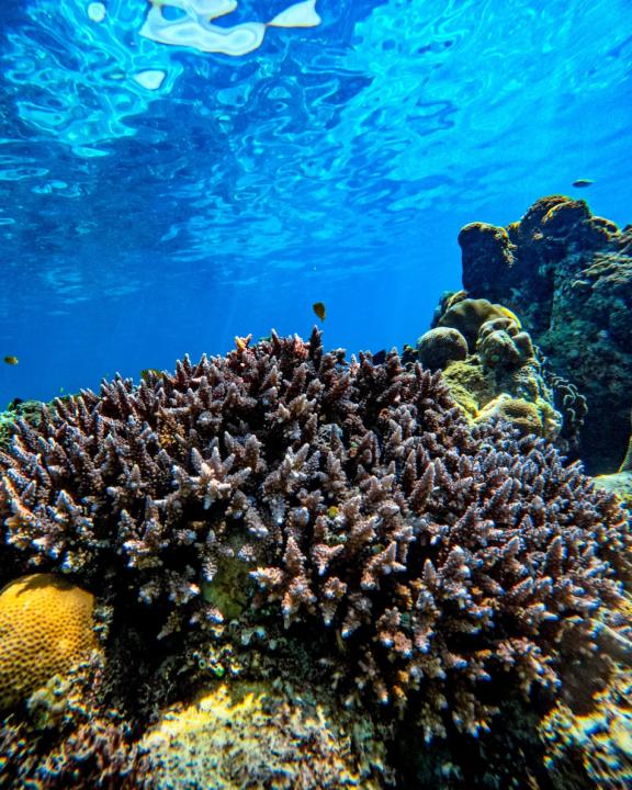Open Trip Snorkeling Umum di Gili Island